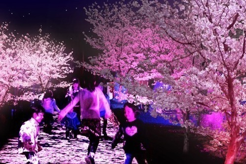 「夜桜ピンクのライトアップ」りんどう湖ファミリー牧場で、桜舞うプロジェクションマッピングも