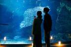 京都水族館「夜のすいぞくかん」幻想的な照明で空間演出、夜ならではのいきものたちの姿も