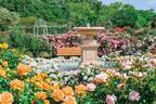 京成バラ園、1,600品種1万株の薔薇が咲き誇る「スプリングフェスティバル」薔薇を使った巨大アートも