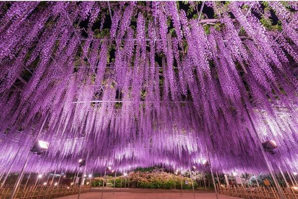 栃木・あしかがフラワーパーク「ふじのはな物語」大藤棚＆白藤のトンネルなど350本以上が一面に