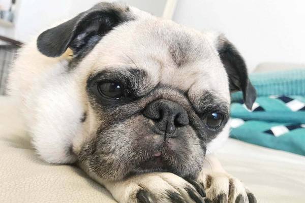 “鼻ぺちゃ犬”の合同写真展＆物販展が調布パルコで、“ぶひ可愛い”犬作品やグッズ集結