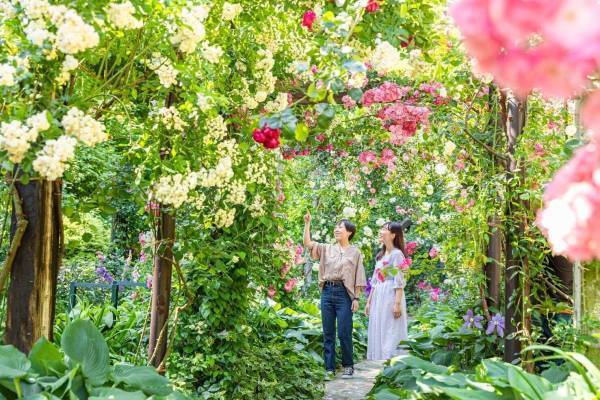 「熱海ローズフェスティバル」海を一望する丘陵地に咲き誇るバラ4千株、アカオハーブ＆ローズガーデンで