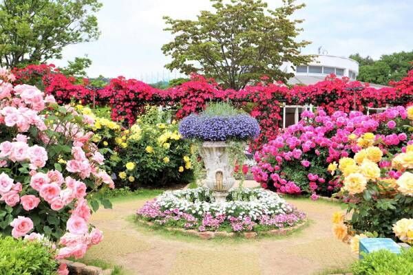 栃木・あしかがフラワーパーク「春のバラまつり」500種2500株のバラが見頃に、夜間ライトアップも