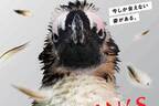 京都水族館「ペンギン換羽コレクション2021」目下“換羽中”、普段と異なるペンギンたちの姿に焦点