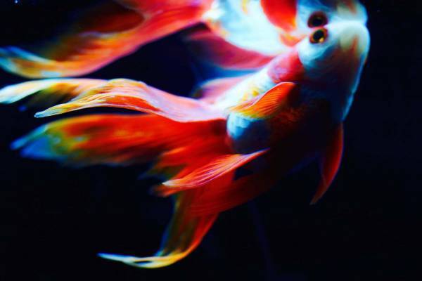 ペンギン×金魚の写真展「ペンぎょ展 2021」東京・名古屋で、“涼と癒し”の150点以上展示＆物販も