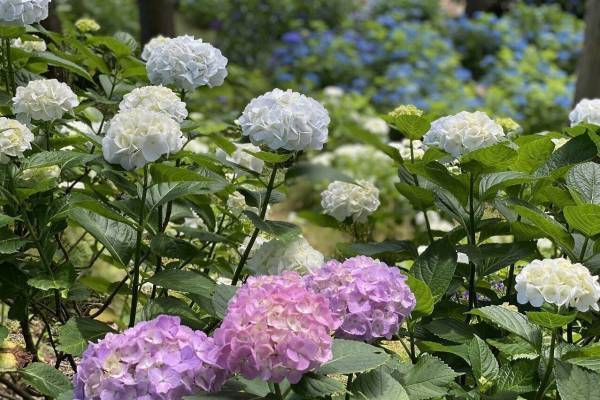 静岡・あじさいの名所「三島スカイウォーク」205品種13,000株が見頃に、空色ソフトクリームも