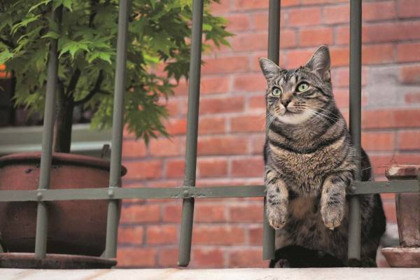 写真展「岩合光昭の世界ネコ歩き」東京富士美術館で、世界のネコ作品＆人気番組未公開映像を紹介