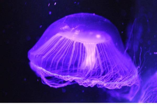 サンシャイン水族館“ヤコウセイ”テーマの夜限定イベント、暗闇で光る生物の展示＆Adoのコラボ演出