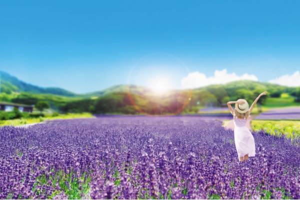 約5万株のラベンダーが咲く群馬「たんばらラベンダーパーク」摘み取り体験や“ひまわりガーデン”も