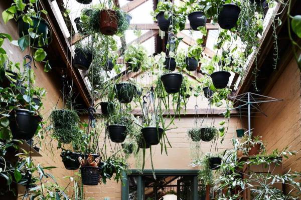 メルボルン発プランツショップ「プラントソサイエティ」清澄白河に初上陸、植物や本国の園芸用品も