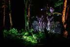 夜の森×デジタルアート「カムイルミナ」北海道阿寒湖畔で、自然＆アイヌ文化を五感で楽しむナイトウォーク