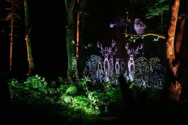 夜の森×デジタルアート「カムイルミナ」北海道阿寒湖畔で、自然＆アイヌ文化を五感で楽しむナイトウォーク