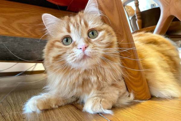 猫の合同写真展＆物販展「ねこ休み展」金沢21世紀美術館で、人気“スター猫”作品や猫グッズなど大集結