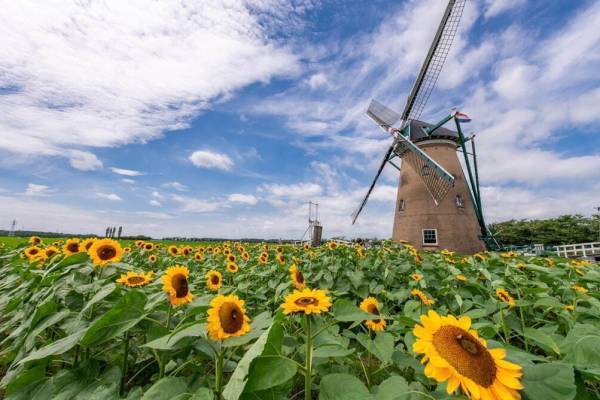 「風車のひまわりガーデン」約1万5千本のひまわりが咲く絶景スポット、千葉・佐倉ふるさと広場