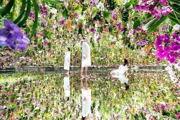 東京・豊洲「チームラボプラネッツ TOKYO DMM」13,000株のランの花に埋め尽くされる新作品