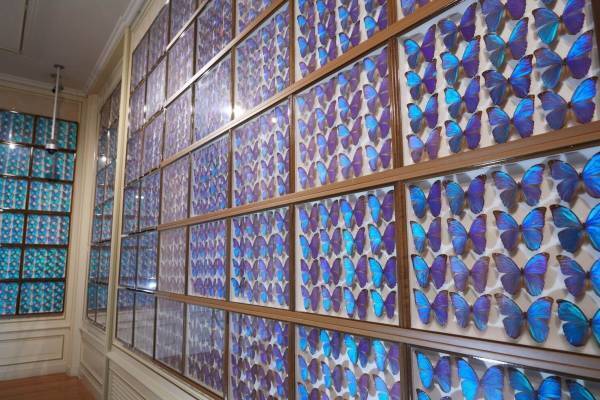 「世界一美しい昆虫展2021」ハウステンボス美術館で、1千匹の“モルフォ蝶”で埋め尽くす幻想空間