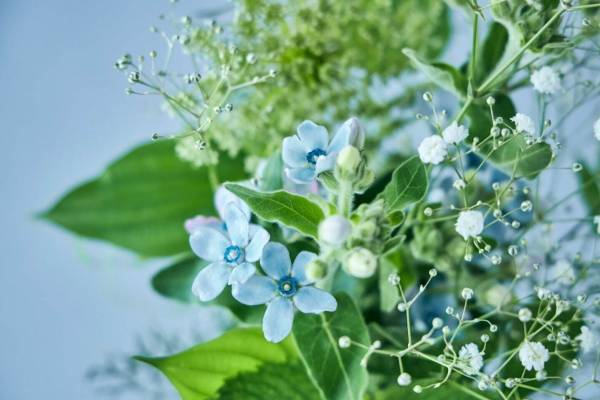 “星空イメージ”「七夕ブーケ」天の川のように美しいカスミソウの花束、青山フラワーマーケットから
