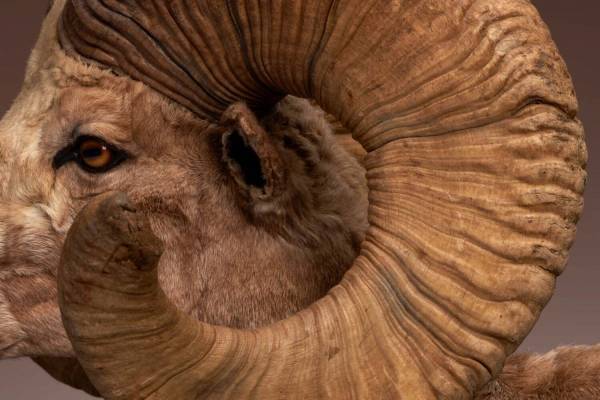 展覧会「WHO ARE WE 観察と発見の生物学」大分県立美術館で - 哺乳類などの剥製を一挙紹介