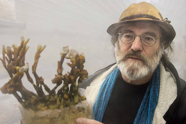 映画『素晴らしき、きのこの世界』ブリー・ラーソンが案内役“きのこの神秘”に迫るドキュメンタリー