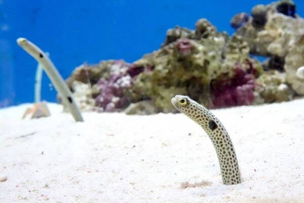 あべのハルカス近鉄本店に“水族館”が初登場「世界の淡水・海水魚展」美しいさかな約70種を展示