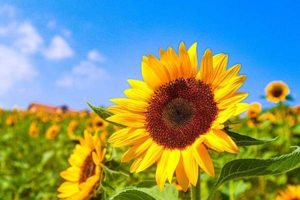 約6万本のひまわりが咲き誇る「ひまわりサマーフェスタ」堺・緑のミュージアム ハーベストの丘で開催