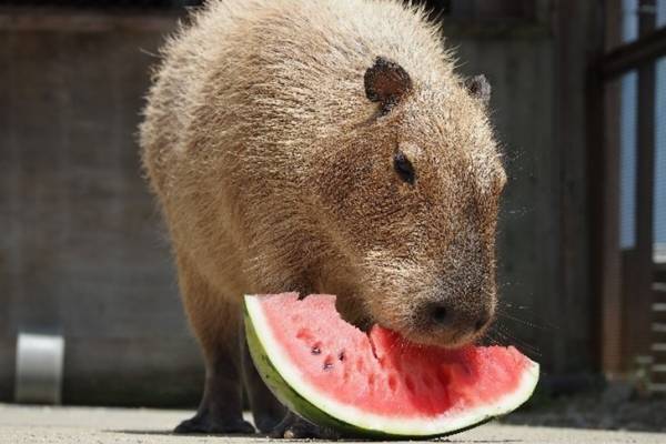 カピバラの“スイカ早食い競争？！”「カピバラスイカパーティー」堺・緑のミュージアムで開催