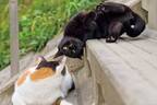 ​“上から目線”や“喧嘩ごし”のイキった猫が集結！猫写真集​『イキってるネコ』​写真家・沖昌之​著者