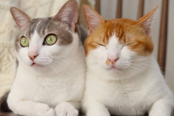 猫の写真展&物販展「ねこ休み展」名古屋で、スター猫の“癒し”作品や限定猫グッズが大集結