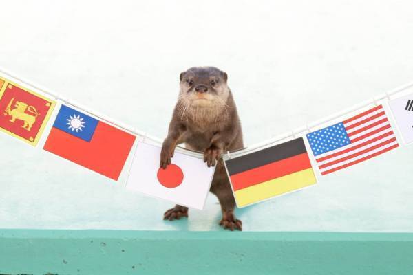 横浜・八景島シーパラダイス「秋の運動会」ペンギンの“アジ食い競争”やカワウソの“障害物競走”