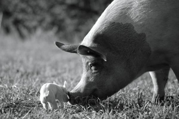 ホアキン・フェニックス製作の農場ドキュメンタリー映画『GUNDA／グンダ』動物たちの深遠なる世界