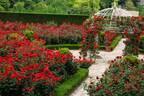 ホテルニューオータニ(東京)「レッドローズガーデン」3万輪の薔薇咲く庭園でピエール・エルメのお茶会も