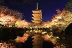 秋イベント「ひかりの京都」紅葉ライトアップ＆竹灯籠など、夕暮れ時～夜間に社寺を特別拝観