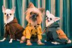 パメオポーズPELIの“モードな”犬ファッション「ペギオン」新作、岩田屋本店に限定ショップも