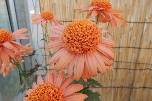 国立歴史民俗博物館「伝統の古典菊」平安・江戸時代などに生まれた“菊の花”約140種を展示