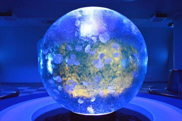 新江ノ島水族館「えのすいクリスマス」“クラゲのスノードーム”や“光る生物”を展示
