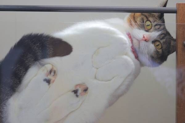 猫の合同写真展「ねこ休み展」福岡で約1年ぶり開催、癒しの猫写真など200点以上＆猫グッズも