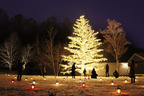 「軽井沢星野エリアのクリスマス2021」“本物のモミの木”をライトアップするイルミネーション