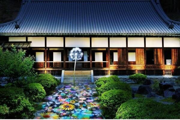 京都・興聖寺の夜間拝観と&quot;たんぽぽの綿毛&quot;が舞う光のアートがコラボ、寺院ライトアップとともに