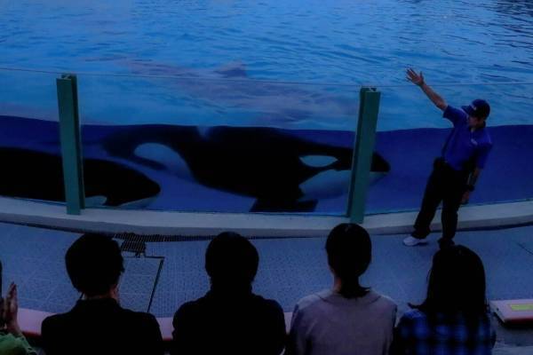 鴨川シーワールド“夜の水族館”探検「ナイトアドベンチャー」夜空の下で眠るシャチの寝顔を観察