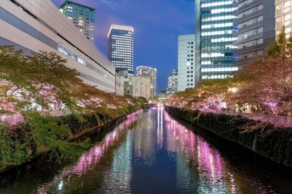 「目黒川みんなのイルミネーション2021」2年ぶりに開催、“冬の桜”LED約35万個が点灯