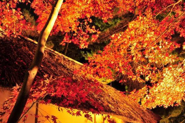 横浜「三溪園」12年ぶりに紅葉ライトアップ、重要文化財×紅葉を楽しむ“絶景遊歩道”特別開放も