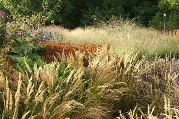 よみうりランド隣接フラワーパーク「HANA・BIYORI」ピィト・アゥドルフのガーデンが日本初登場