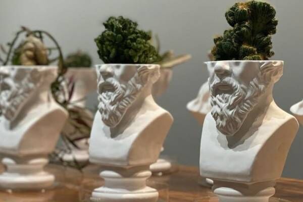 石膏像×多肉植物の新ブランド「エメス」ミロのヴィーナスやソクラテスを模ったカクタスポット