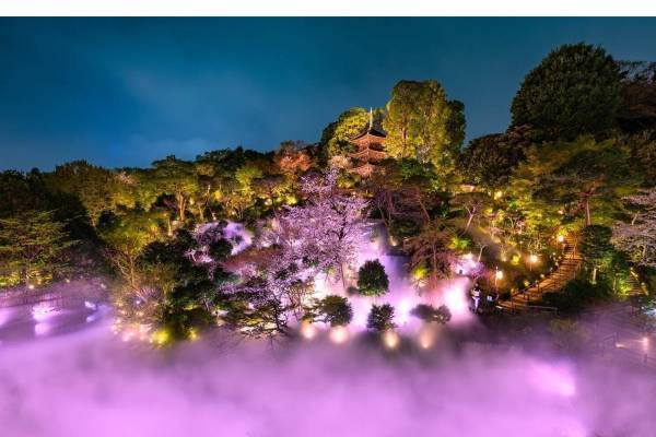 ホテル椿山荘東京で桜の庭園演出「夜桜雲海」夜はライトアップで幻想的な夜桜鑑賞
