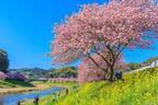 南伊豆の花イベント「みなみの桜と菜の花まつり」河津桜約800本と菜の花の絶景、夜桜ライトアップも