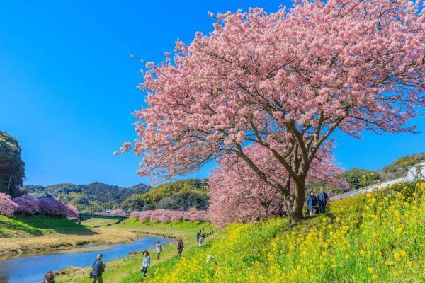 南伊豆の花イベント「みなみの桜と菜の花まつり」河津桜約800本と菜の花の絶景、夜桜ライトアップも