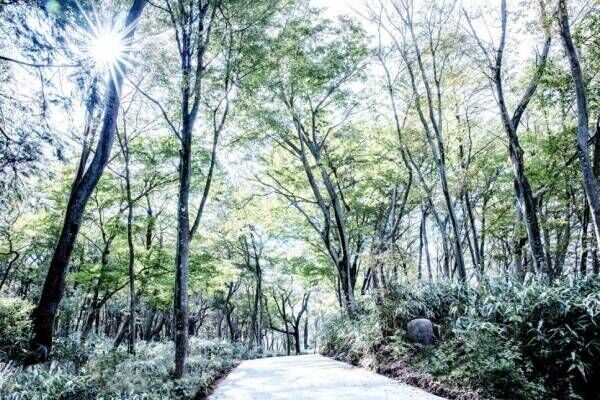 ニコライ・バーグマンの庭園が箱根・強羅に誕生、四季折々の花と自然を五感で体感 - カフェも併設