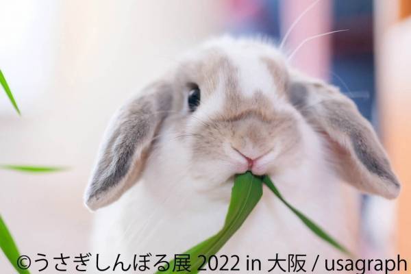 うさぎの合同写真展・物販展「うさぎしんぼる展」大阪で、300点以上の作品展示＆限定グッズ