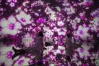 東京・豊洲「チームラボプラネッツ」桜の花が咲き誇る春季限定の作品群を公開