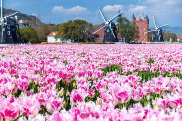 長崎・ハウステンボス「100万本のチューリップ祭」春をイメージしたカラフルイルミネーションも